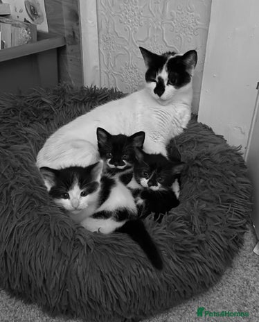 Mixed Breed cats - Advert 4