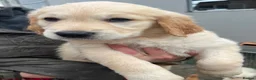 Golden Retriever dogs for sale: Kc reg golden retrievers  - Advert 5