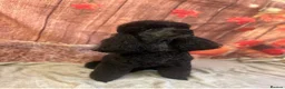 Toy Poodle dogs for sale: Beautiful Toy Poodles - Advert 4