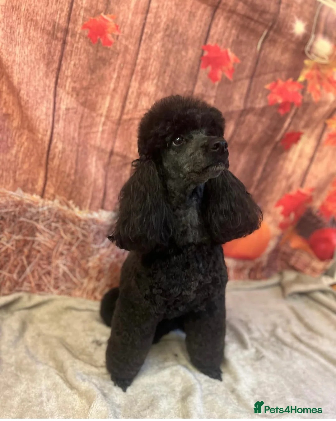 Toy Poodle dogs for sale: Beautiful Toy Poodles - Advert 4
