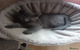 British Shorthair cats for sale: Four beautiful British shorthair kittens  - Advert 5
