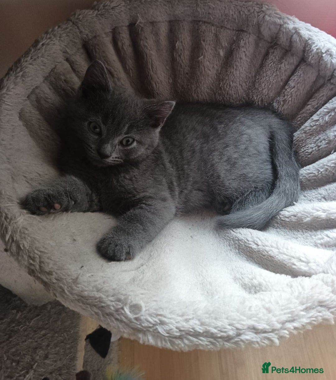 British Shorthair cats for sale: Four beautiful British shorthair kittens  - Advert 5