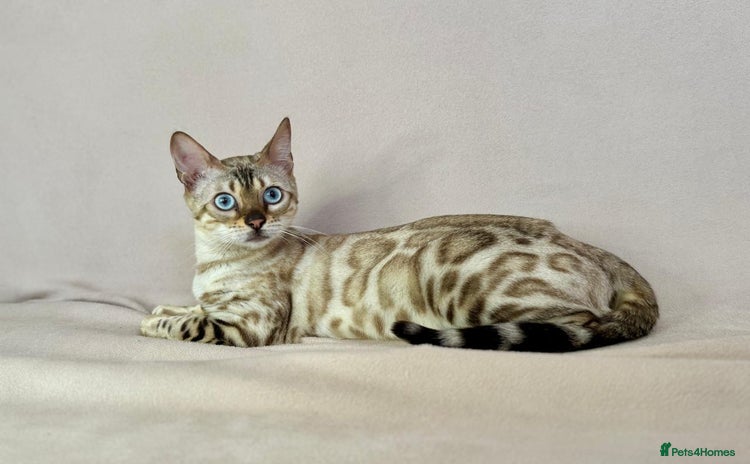 Bengal cats - Advert 4
