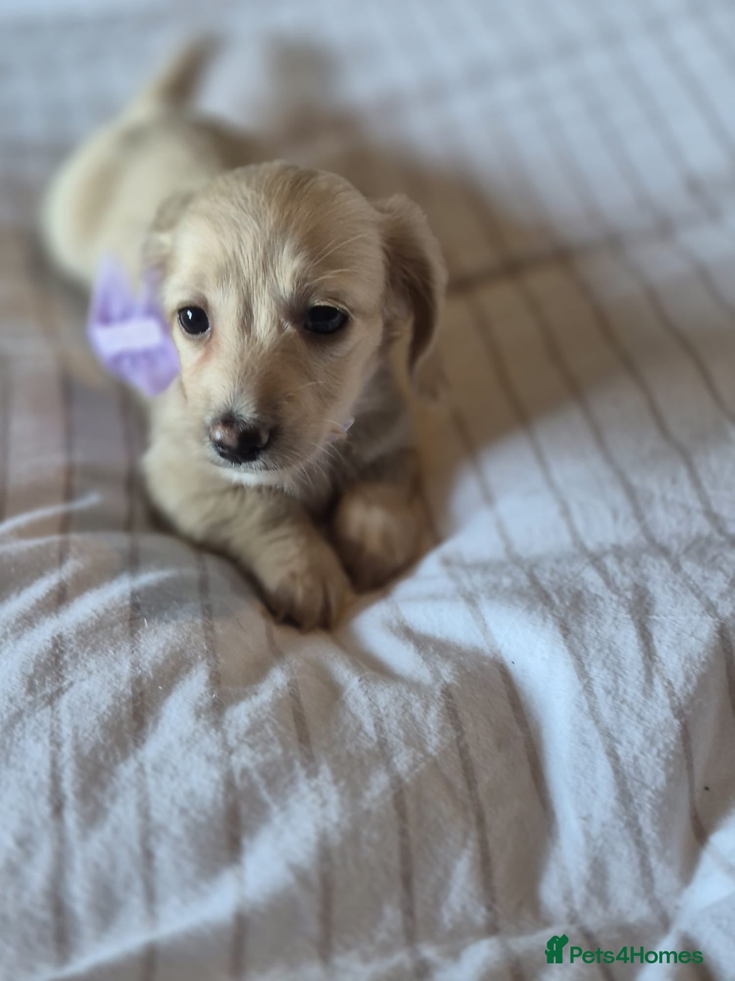Miniature Dachshund dogs Cream Long Haired Pups KC - Advert 2
