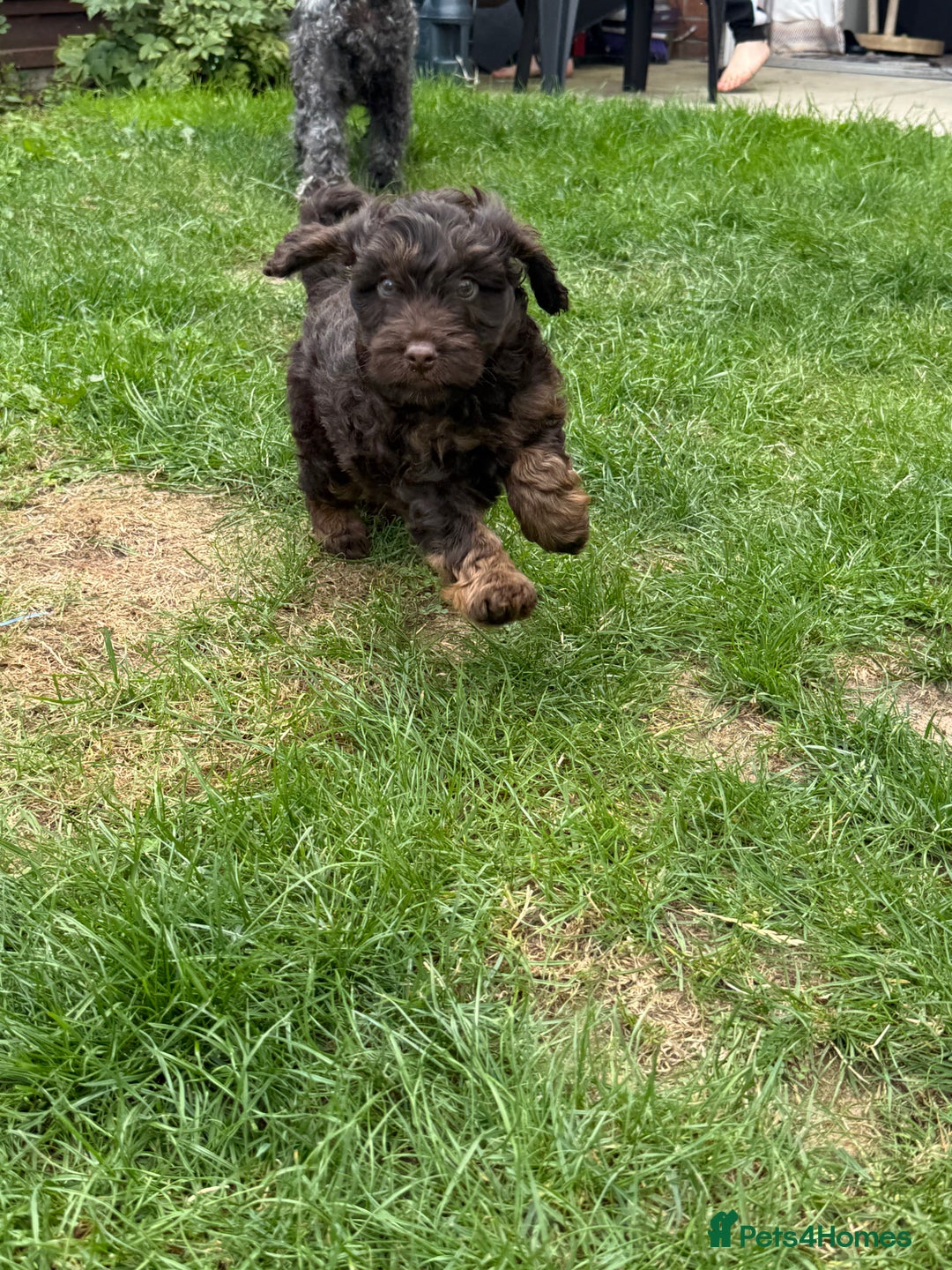 Cockapoo dogs for sale: Cockapoo  - Image 2