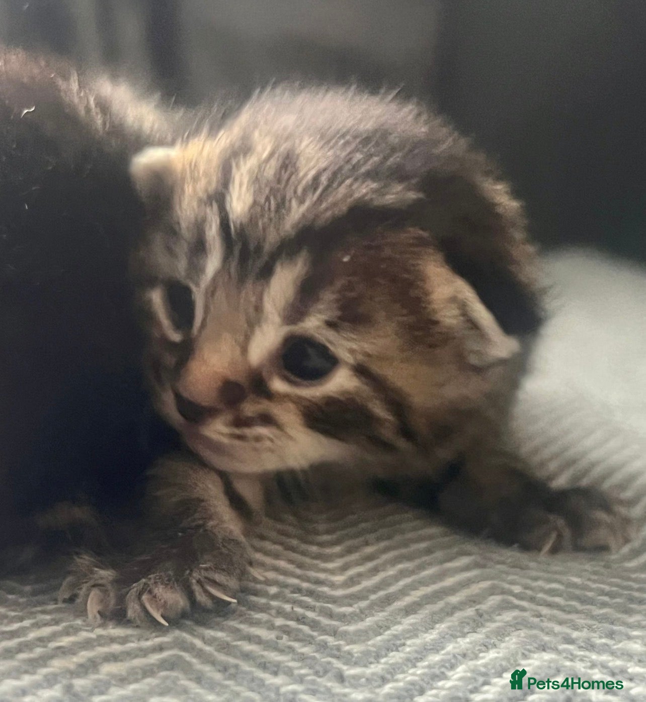 Bengal cats Bengal x kittens ready end of August  - Advert 1