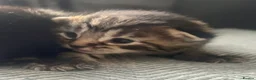 Bengal cats for sale: Bengal x kittens ready end of August  - Advert 1