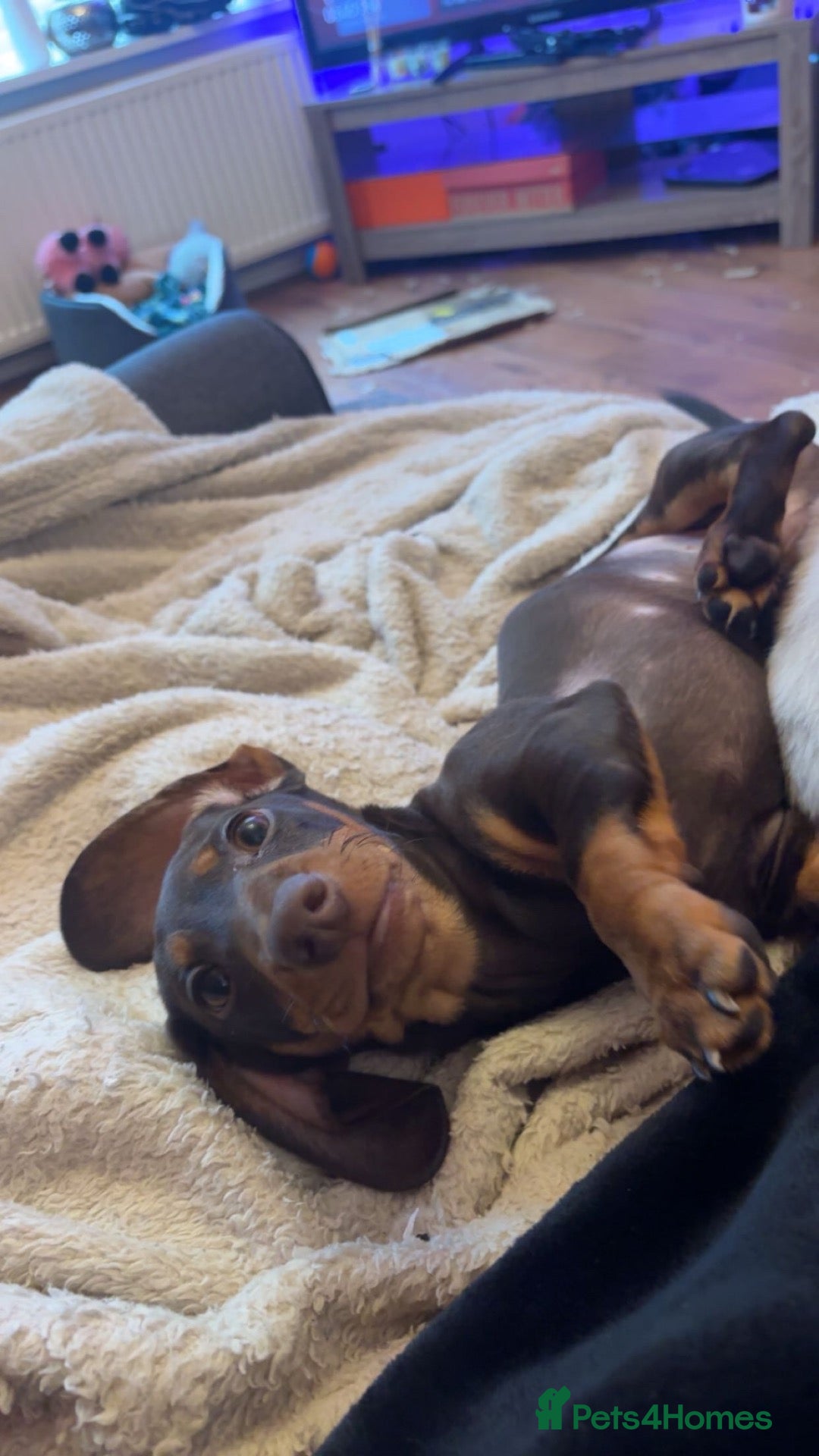 Dachshund dogs Rehoming Dachsund - Advert 1