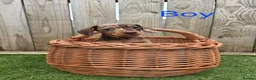Miniature Dachshund dogs for sale: Adorable Miniature Dachshund Puppies for Sale - Advert 13