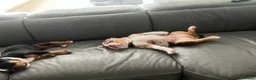 Mixed Breed dogs for sale: 12 week old, olde double bully male pup  - Advert 9