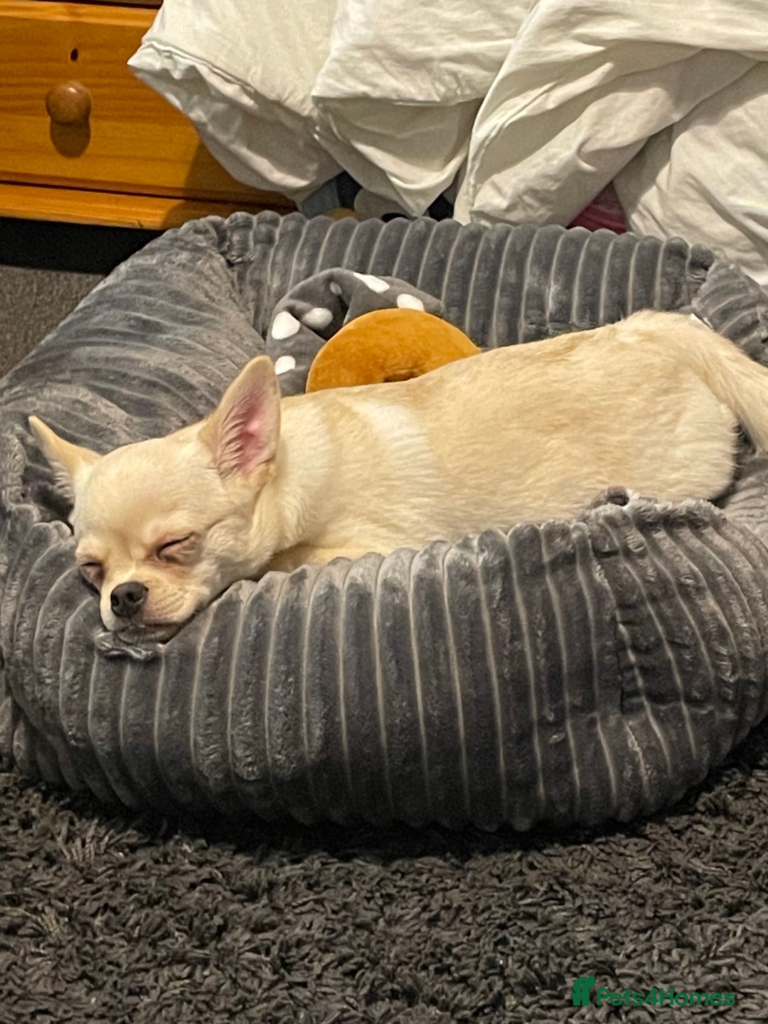 Mixed Breed dogs for sale: Pom-A-Pug 3 months - Image 5