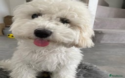 Cavapoo dogs for sale: Cavapoo girl for rehoming - Image 1