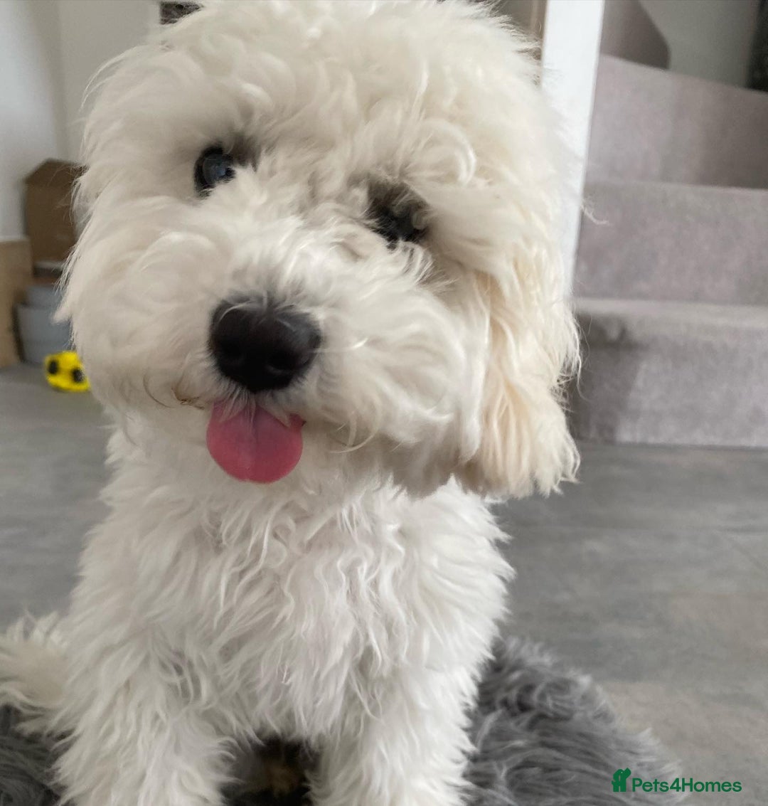 Cavapoo dogs for sale: Cavapoo girl for rehoming - Image 1