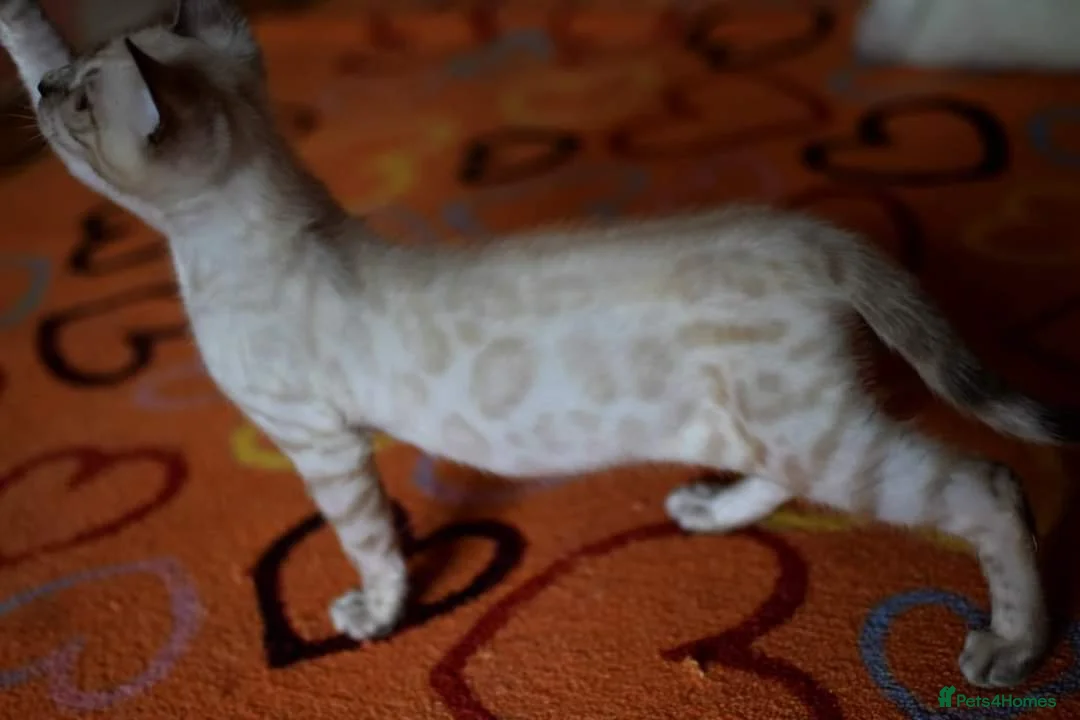 Bengal cats for sale: Male and Femal Bengal kitten available TICA  - Advert 2