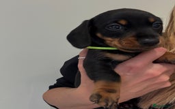 Miniature Dachshund dogs for sale: Gorgeous black and tan miniature dashhound puppies - Image 3