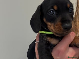 Miniature Dachshund dogs - Advert 13
