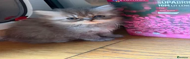 Persian 1