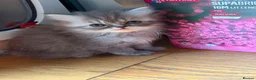 Persian cats for sale: Persian fluffy kittens - Advert 7