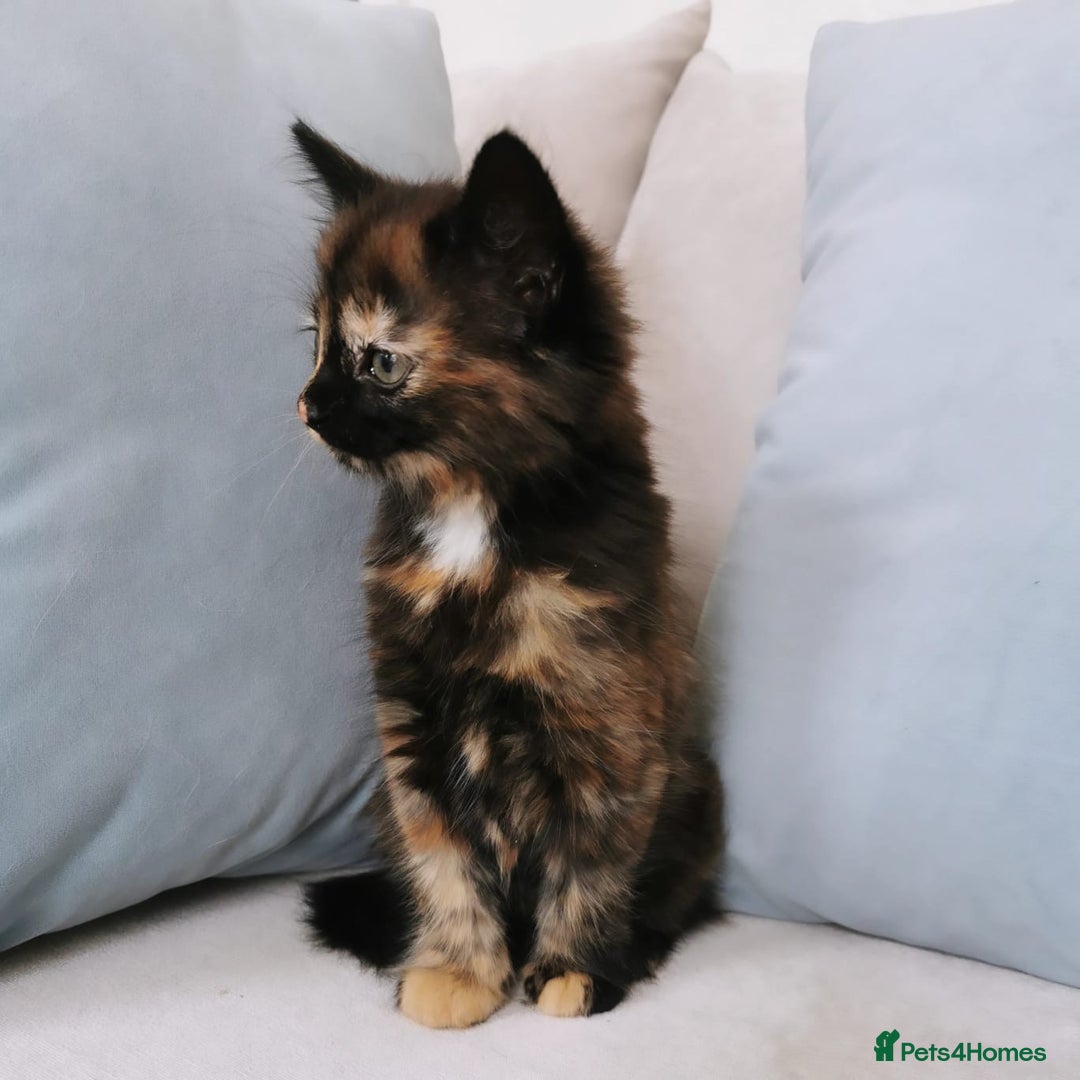 Maine Coon cats for sale: Maine Coon Kittens - Image 4