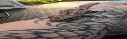 Gecko reptiles for sale: PinStripe Gargoyle Gecko - Advert 5