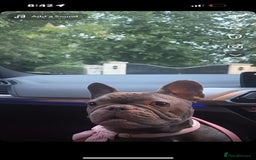 French Bulldog dogs for sale: 5 gorgeous fur babies 🩷 - Image 16