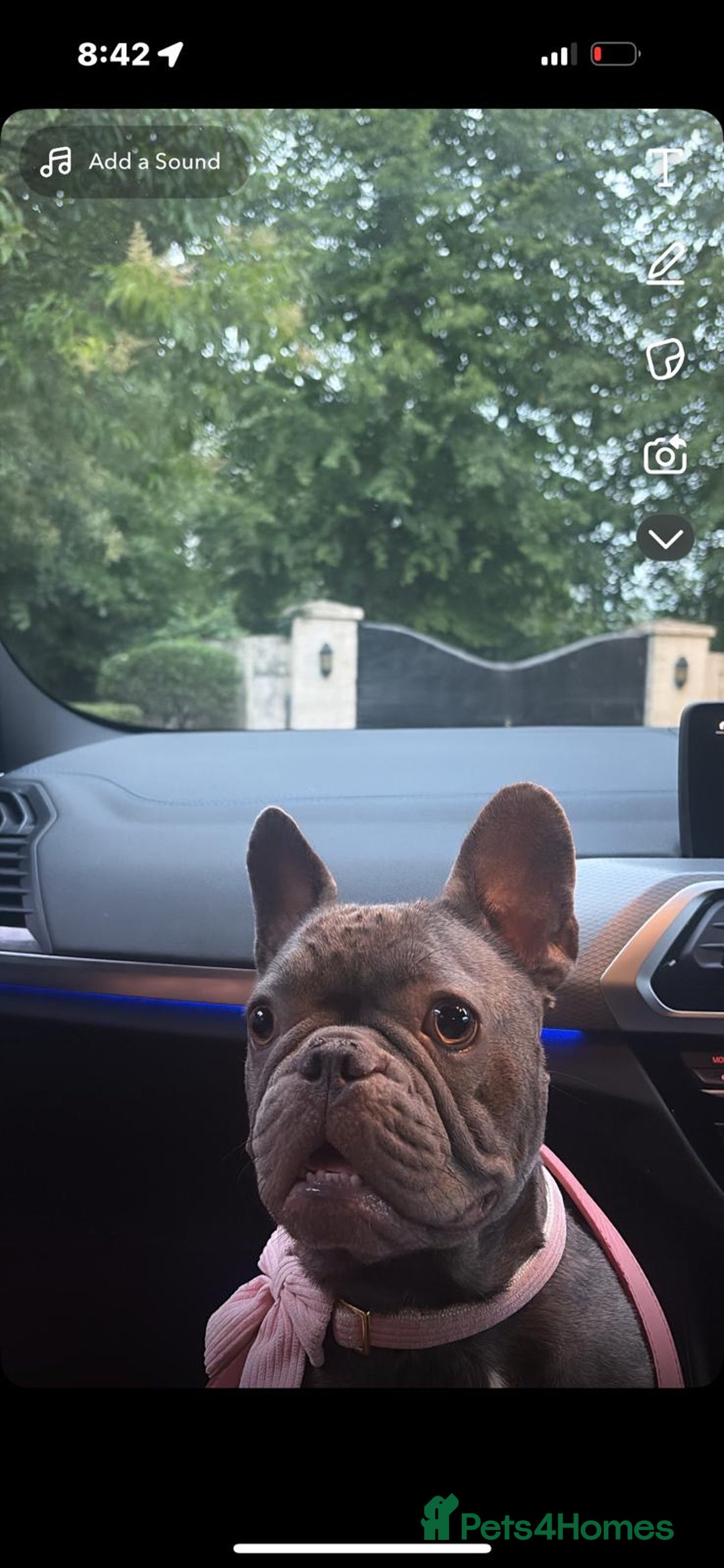 French Bulldog dogs for sale: 5 gorgeous fur babies 🩷 - Image 16