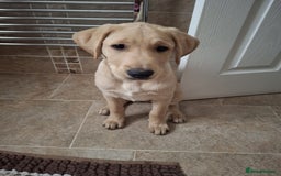 Labrador Retriever dogs for sale: Labrador puppy available  - Image 1