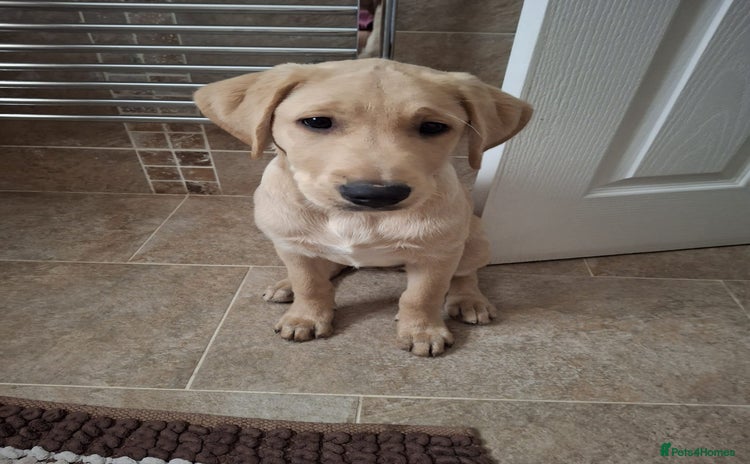 Labrador Retriever dogs - Advert 16