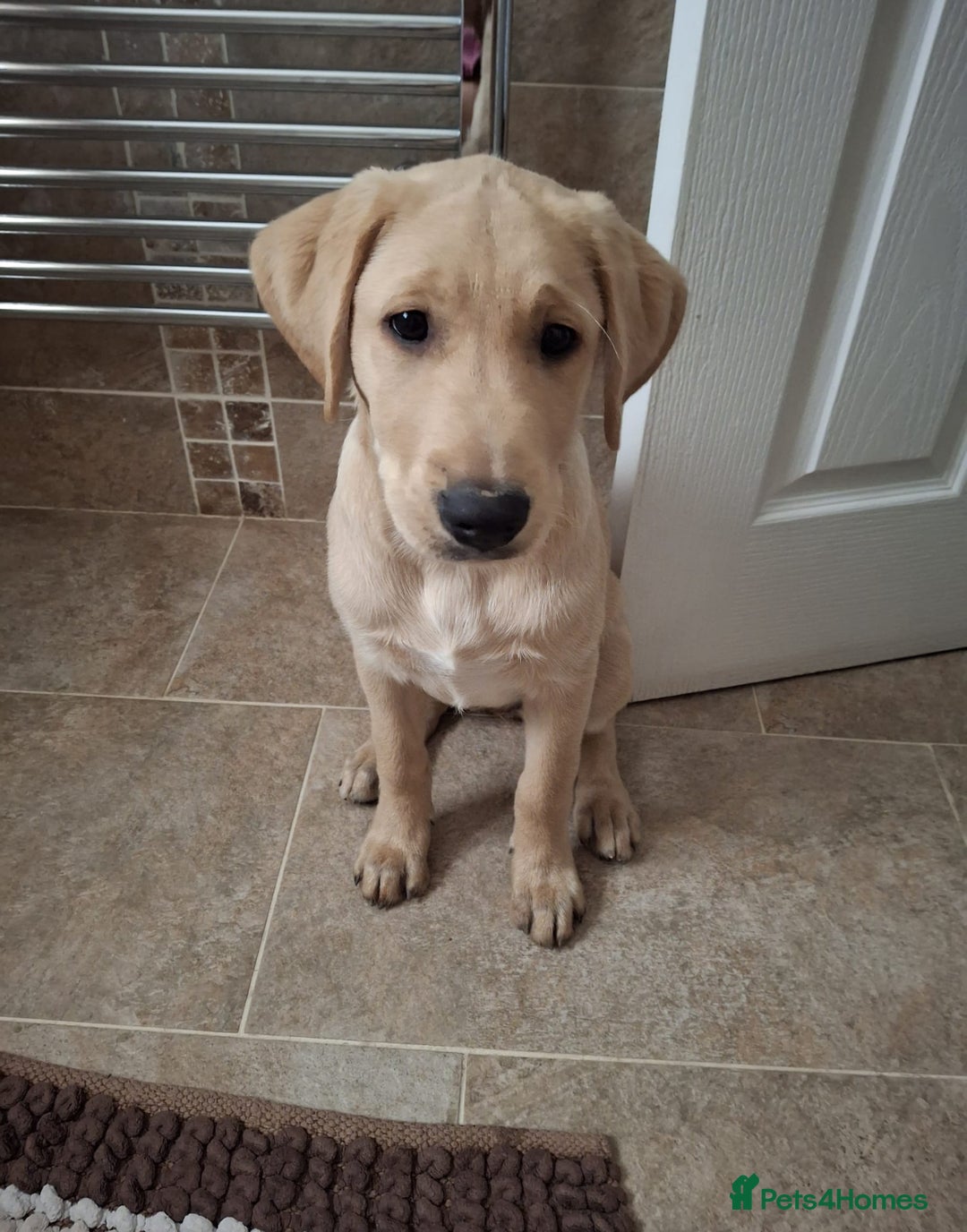Labrador Retriever dogs for sale: Labrador puppy available  - Image 1