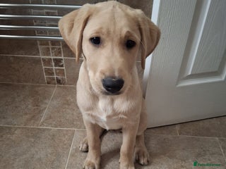 Labrador Retriever dogs Labrador puppy available - Advert 12