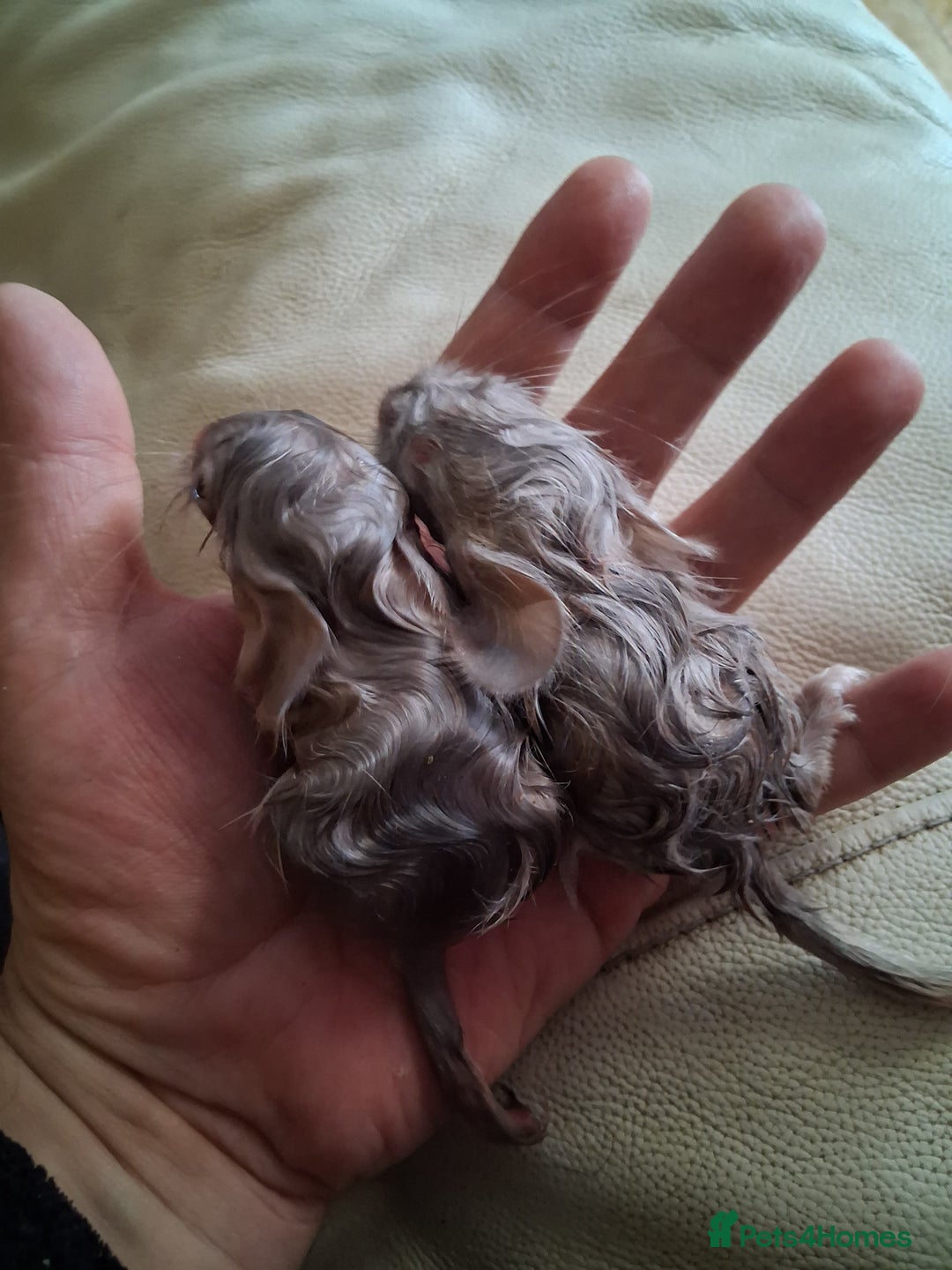 Chinchilla rodents for sale: 2 Lovely Kits available January 2026 - Advert 9