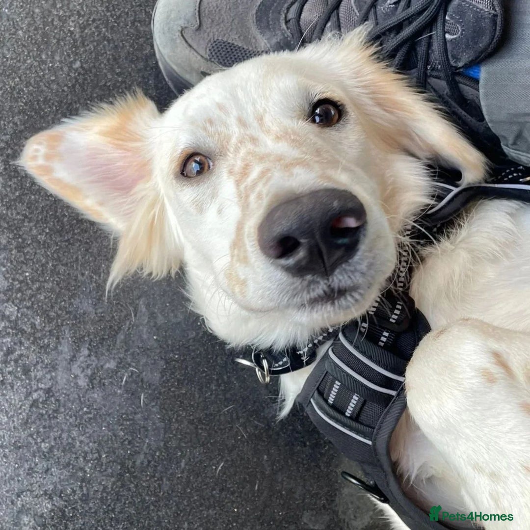 Mixed Breed dogs for adoption: Roo (Spaniel/Setter mix) - Image 1