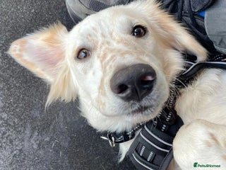 Mixed Breed dogs - Advert 1