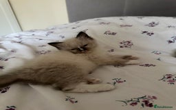 Ragdoll cats for sale: GCCF reg parents , pure breed ragdoll kittens 🤍 - Image 5