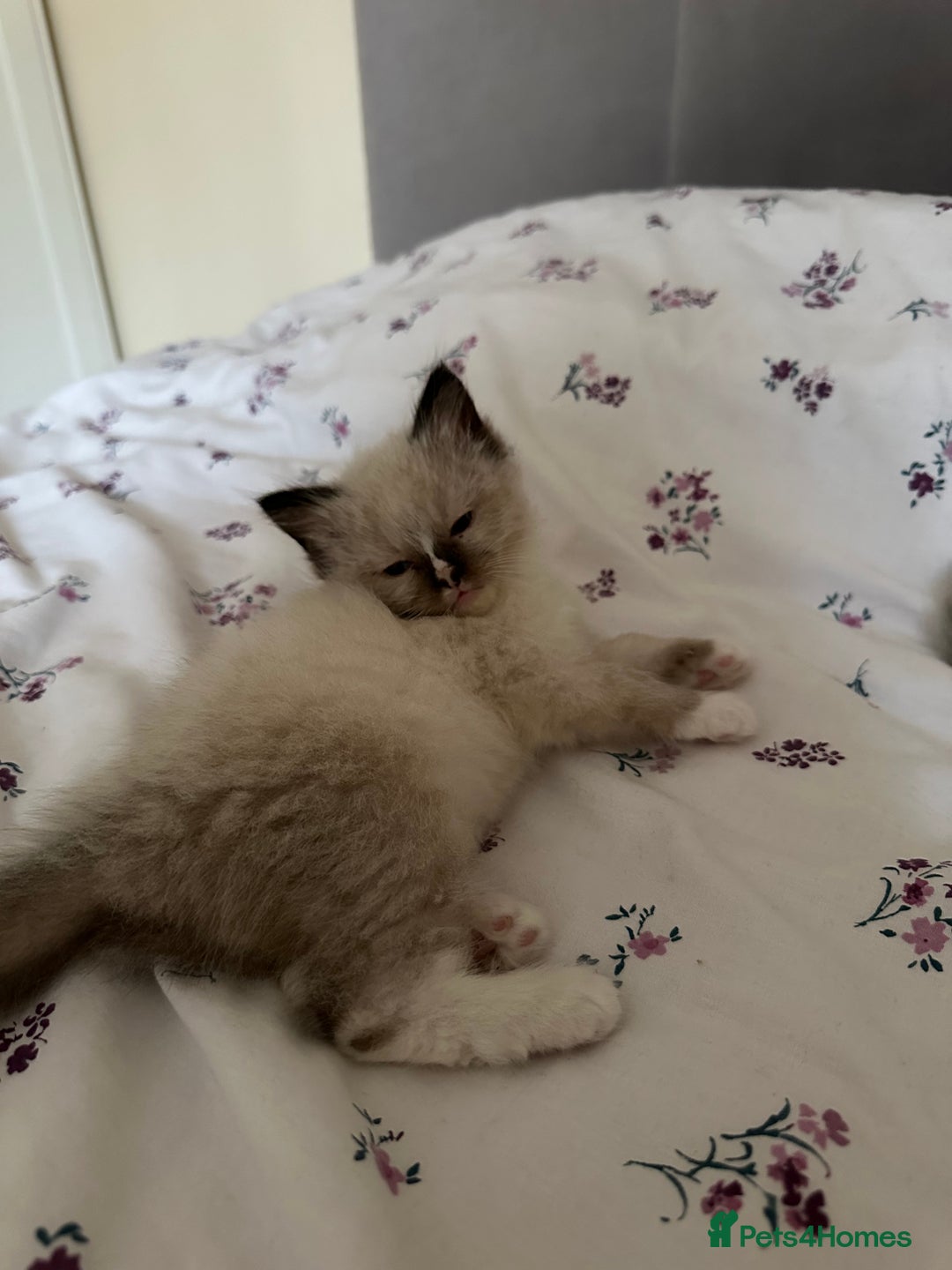 Ragdoll cats for sale: GCCF reg parents , pure breed ragdoll kittens 🤍 - Image 5