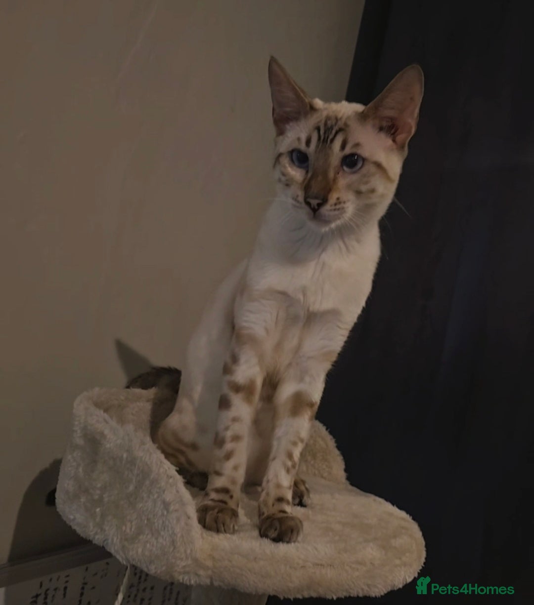 Bengal cats for sale: ✨ Planned Litter – Luxury Snow Bengals | Spring ✨ - Advert 22