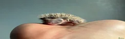 Pygmy Hedgehog rodents for sale: Beautiful Pygmy hedgehogs for sale!  - Advert 7