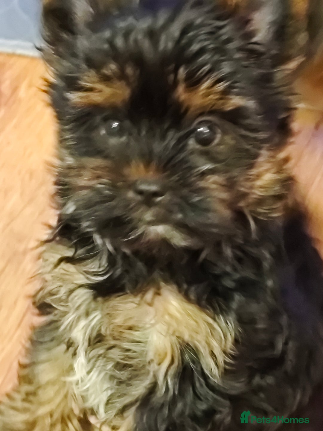 Yorkshire Terrier dogs for sale: beautiful, sociable Yorkshire Terrier female dog  - Advert 11
