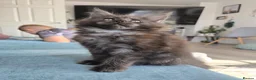 Maine Coon cats for sale: TICA registered Maine Coon kittens ! in Boston - Advert 1