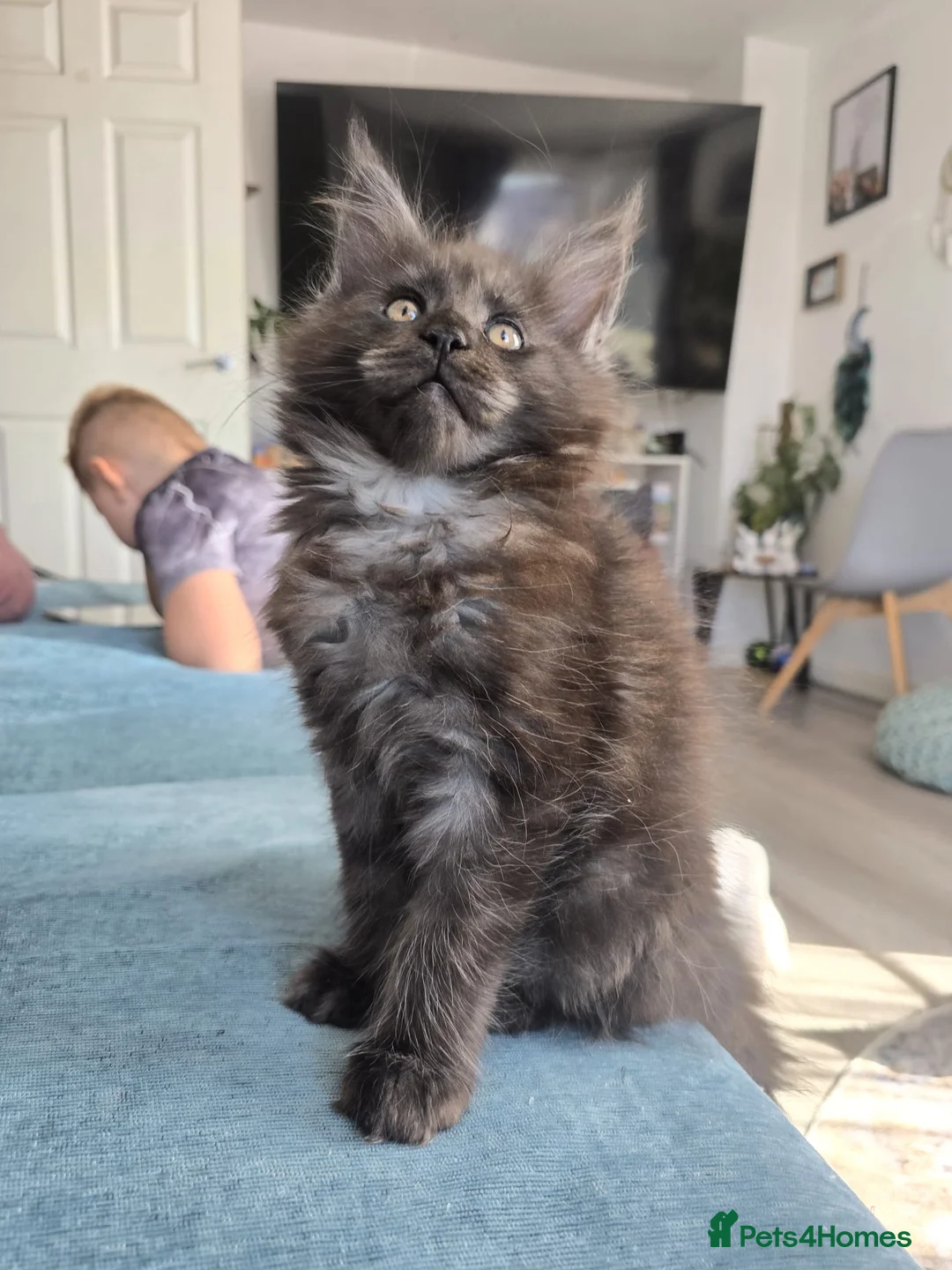 Maine Coon cats for sale: TICA registered Maine Coon kittens ! in Boston - Advert 1