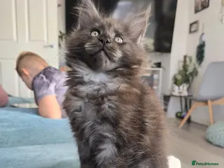 Maine Coon cats TICA registered Maine Coon kittens ! - Advert 1