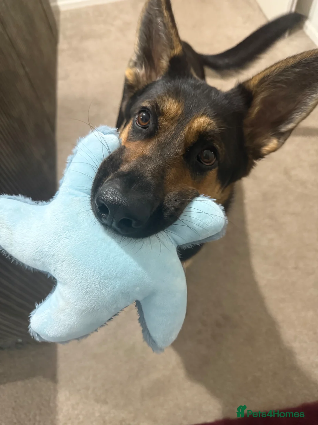 German Shepherd dogs for sale: New home needed for GSD in Farnborough - Advert 2
