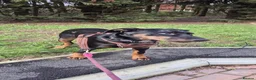 Mixed Breed dogs for sale: Rehome our beautiful Beauceron/Doberman - Advert 3