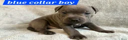 Staffordshire Bull Terrier dogs for sale: Tiny paws,  Big personalities 🐾❤️ - Advert 15