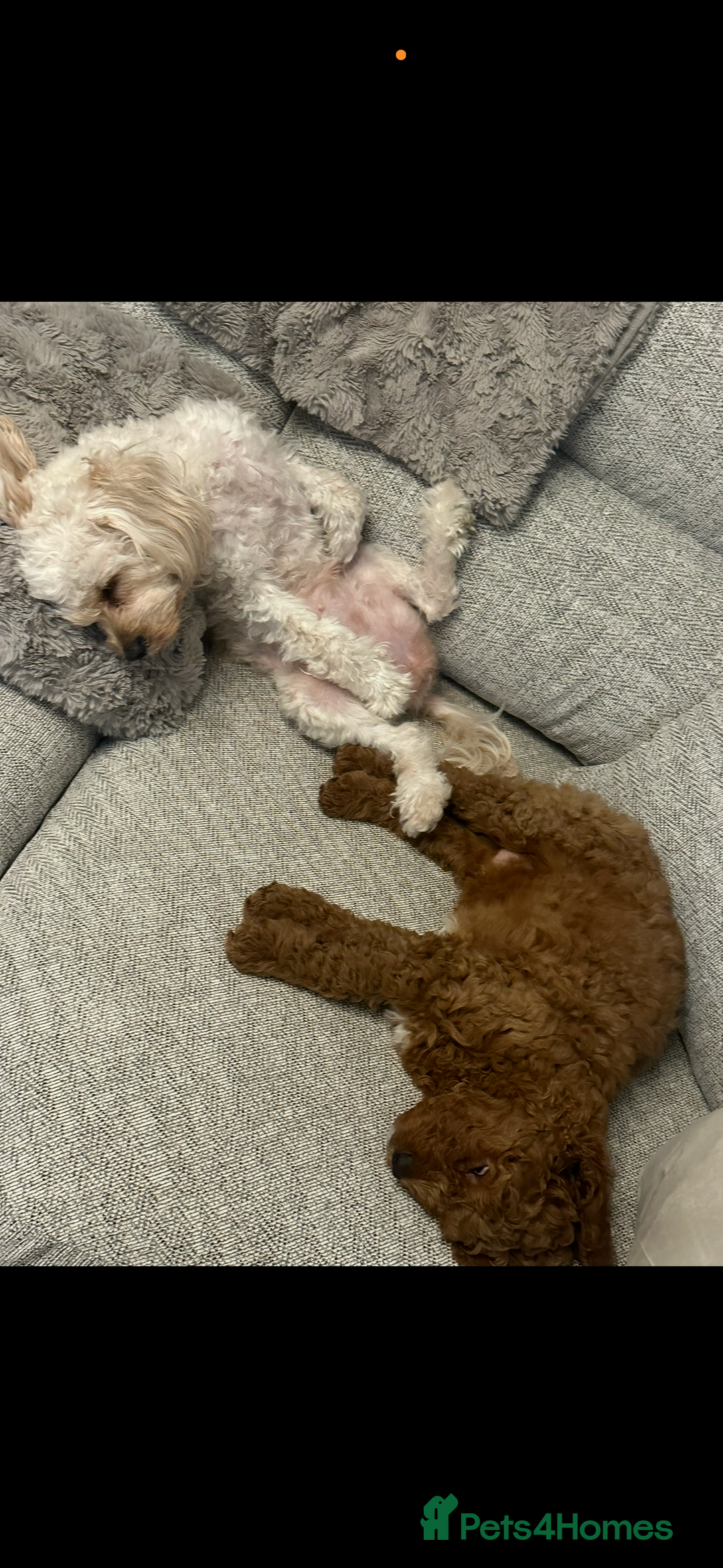 Cavapoo dogs for sale: Beautiful cavapoos - Advert 1