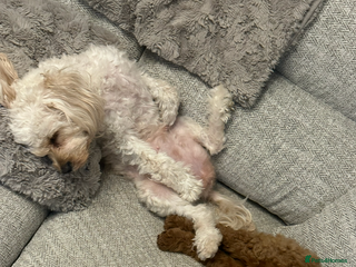 Cavapoo dogs Beautiful cavapoos - Advert 1