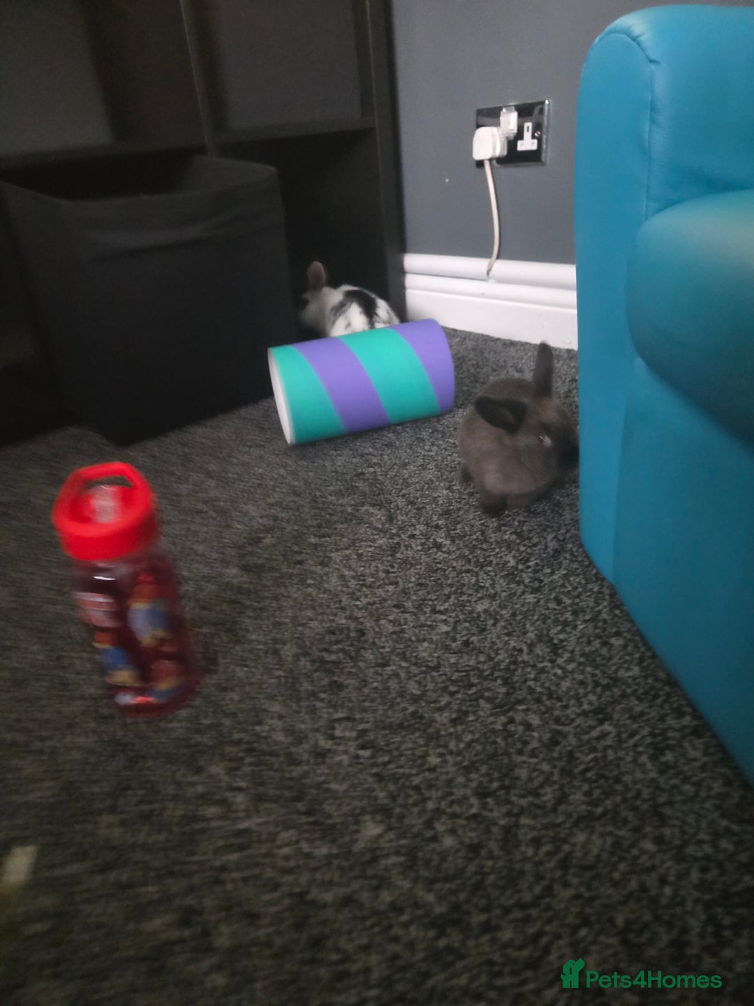 Mixed Breed rabbits for sale: 2 male rabbits and cage plus accessories  - Advert 8