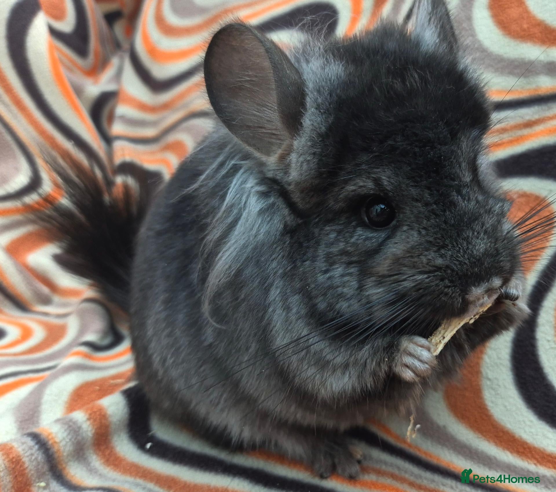 Chinchilla rodents Variety of chinchillas babys and adults - Advert 2