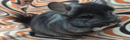 Chinchilla rodents for sale: Variety of chinchillas babys and adults - Advert 2