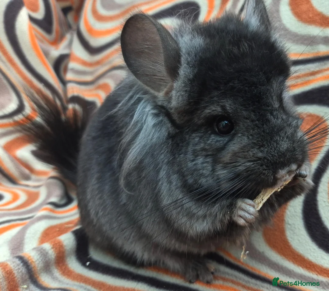 Chinchilla rodents for sale: Variety of chinchillas babys and adults - Advert 2